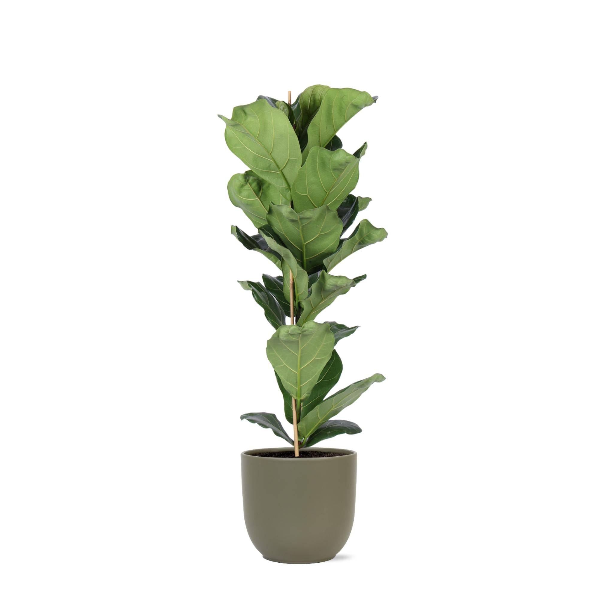 Ficus Lyrata et son pot- La Green Touch Olive - Hauteur 90cm