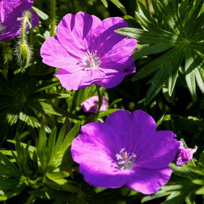 3 Géraniums Sanguin 'Compactum' (Geranium Sanguineum) - Lot de 3 vivaces - Pépinières Naudet - Imagen 1