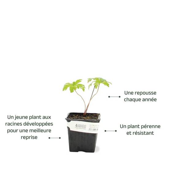 3 Géraniums Sanguin 'Compactum' (Geranium Sanguineum) - Lot de 3 vivaces - Pépinières Naudet - Image 3