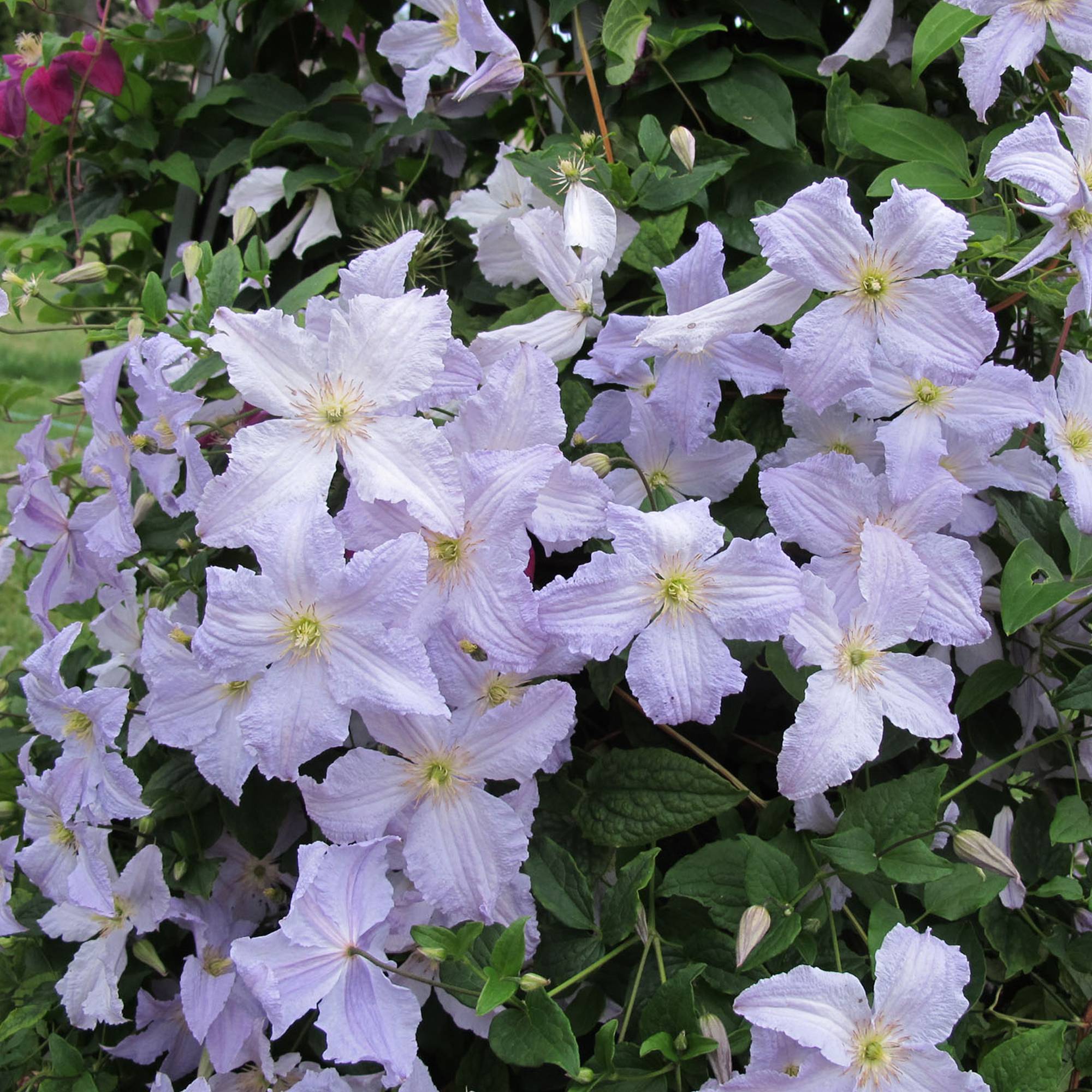 Gardenersdream - Clématite 'Ange Bleu' arbuste grimpant à feuilles caduques dans pot 9 cm - GardenersDream - Imagen 1