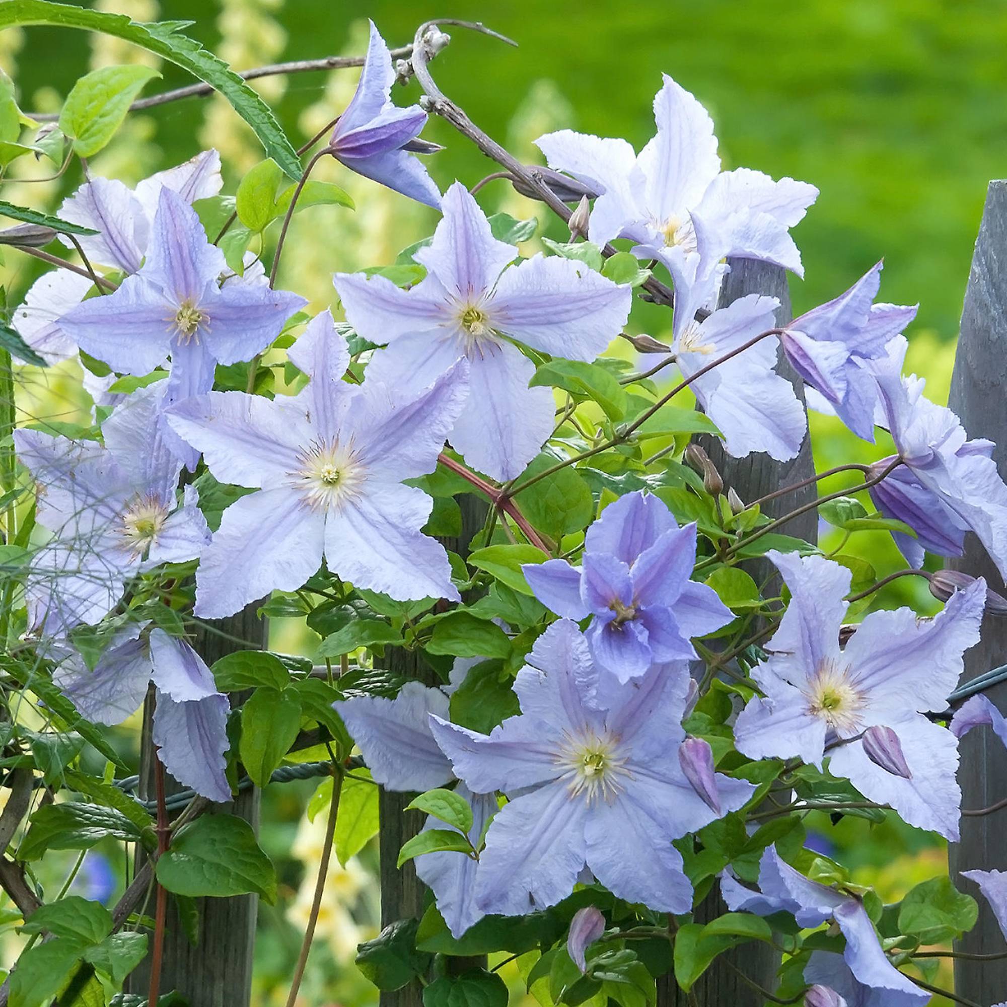Gardenersdream - Clématite 'Ange Bleu' arbuste grimpant à feuilles caduques dans pot 9 cm - GardenersDream - Imagen 2