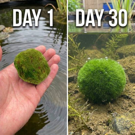 0 - Boules de Mousse Marimo - 10 pièces - Cladophora aegagropila - 5 cm - Image 6