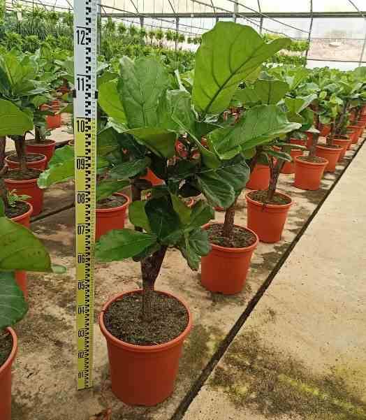0 - Ficus lyrata (Ficus Lyre) Pot de 35L 100/120cm - Image 1