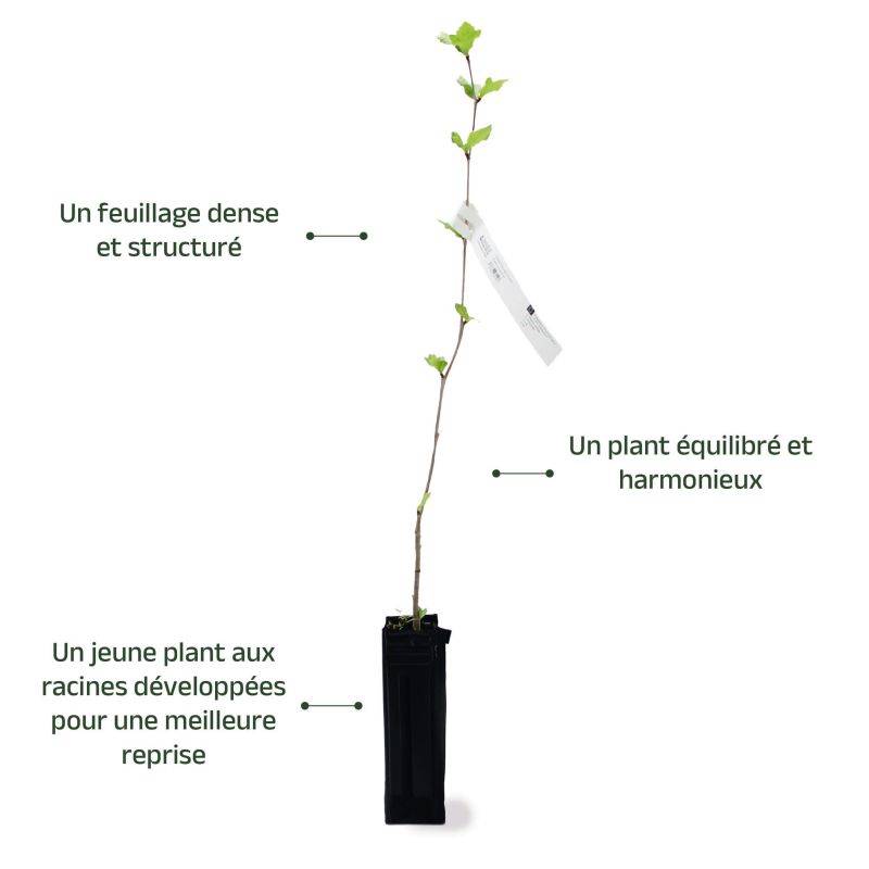 Platane à Feuilles d'Érable (Platanus Acerifolia) - Godet - Taille 20/40cm - Pépinières Naudet - Image 4