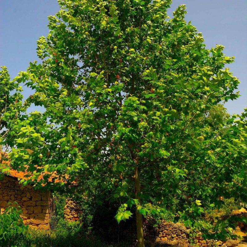 Platane à Feuilles d'Érable (Platanus Acerifolia) - Godet - Taille 20/40cm - Pépinières Naudet