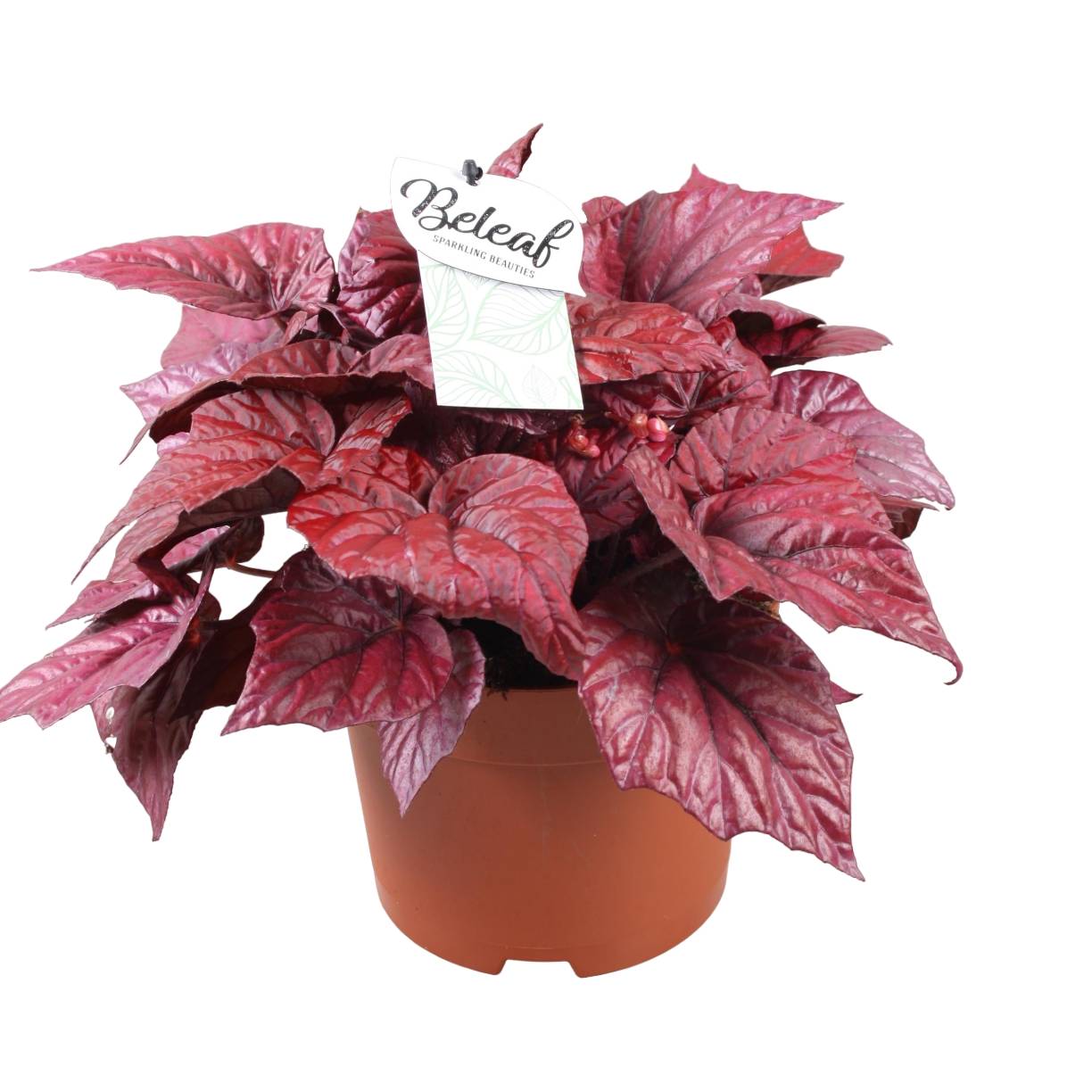 La Green Touch - Begonia Beleaf 'Inca Flame' 32cm - Plante d'intérieur- La Green Touch - Imagen 1