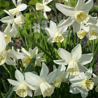 Promesse de Fleurs - Narcisse Starlight Sensation Bulbe calibre 12+ (par 10)