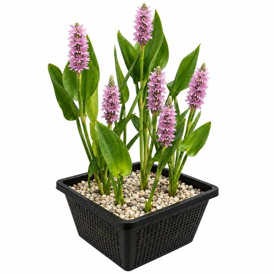 Pontédérie rose - Pontederia cordata - Lot de 4 avec panier - Image 1