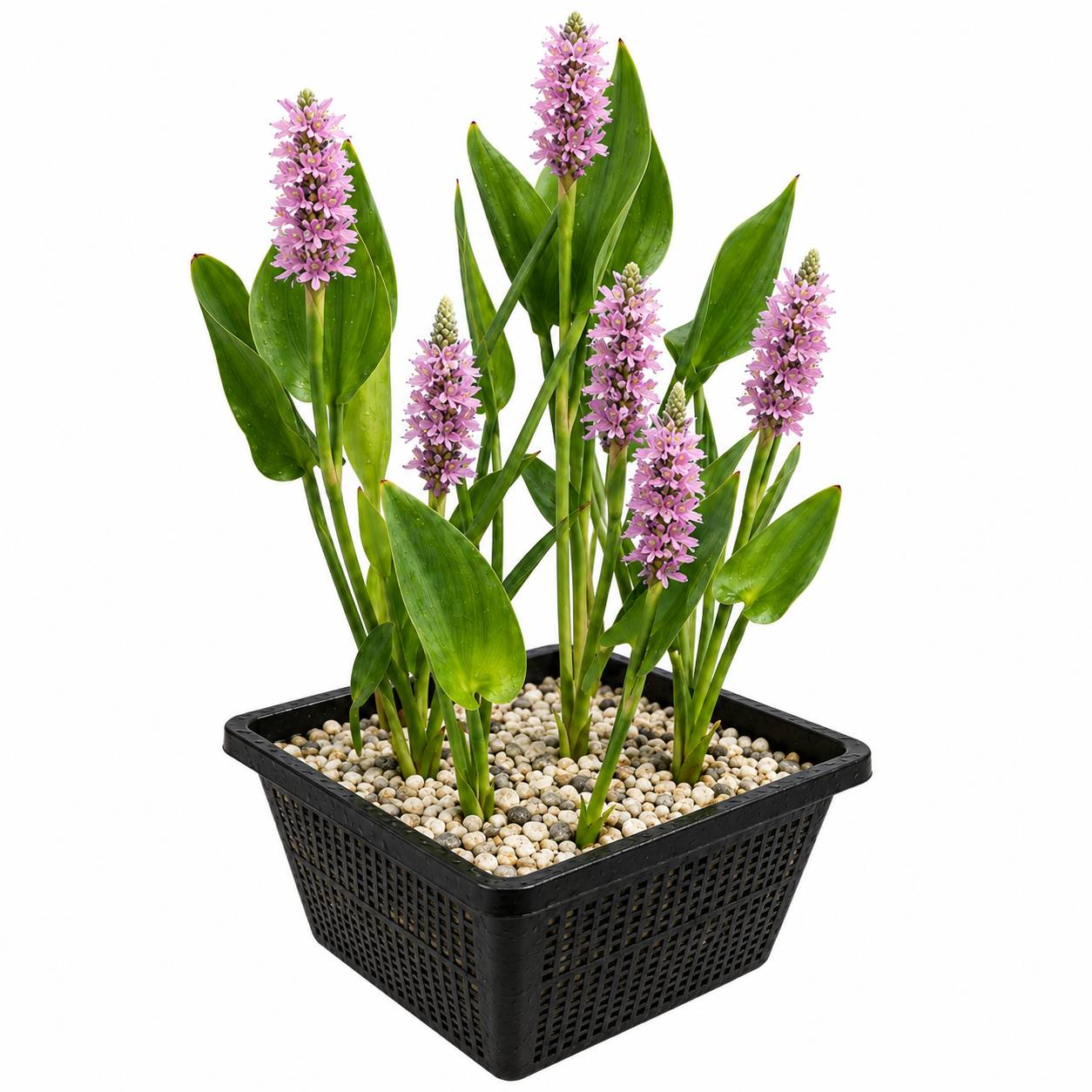Pontédérie rose - Pontederia cordata - Lot de 4 avec panier - Image 1