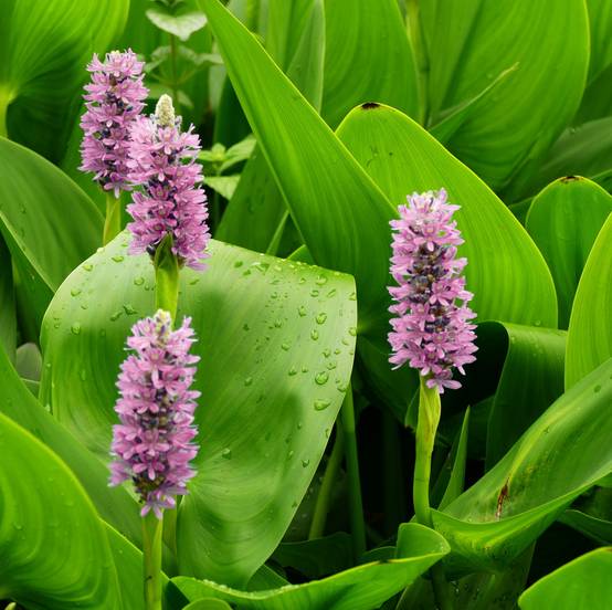 Pontédérie rose - Pontederia cordata - Lot de 4 avec panier - Image 3