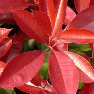 Photinia Carré Rouge à fleurs Blanche/ - feuillage Persistant - Pot de 3L - 20/40 cm