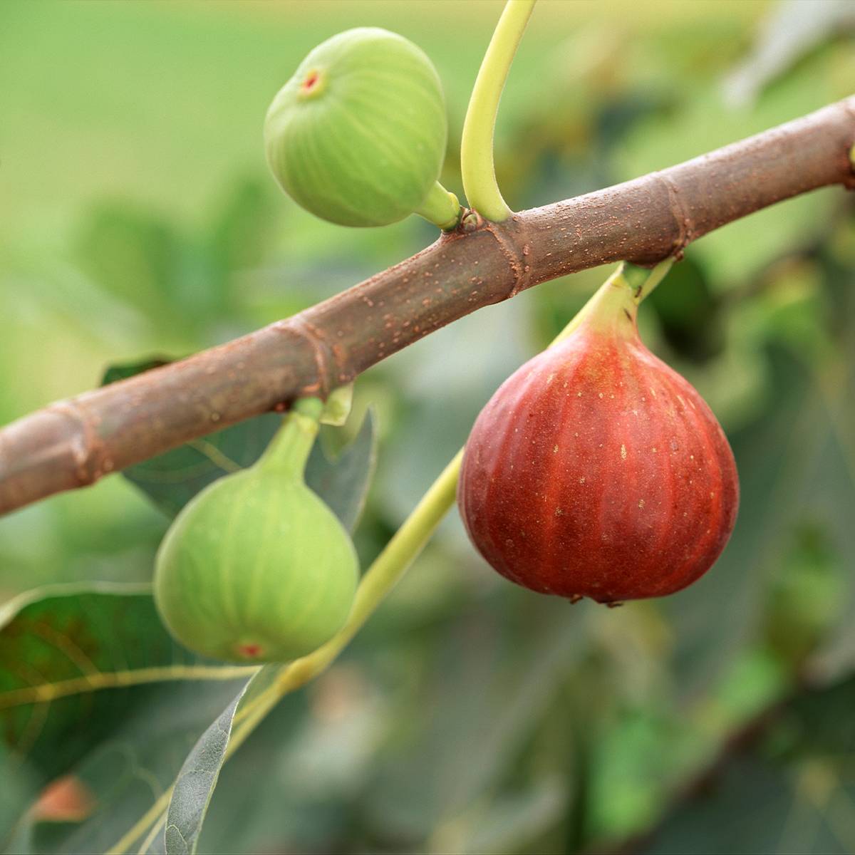 Promesse de Fleurs - Figuier - Ficus carica Osborn's Prolific Pot de 4L/5L