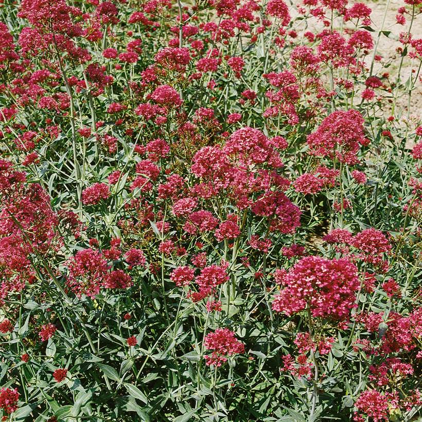 Graines de Valériane des jardins Pretty Betsy - Centranthus ruber  le sachet de 100 graines environ (0,2g)