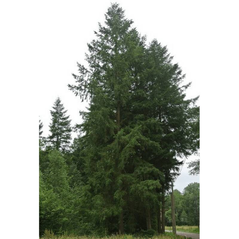 Douglas Vert (Pseudotsuga Menziesii) - Godet - Taille 20/40cm - Pépinières Naudet - Image 2
