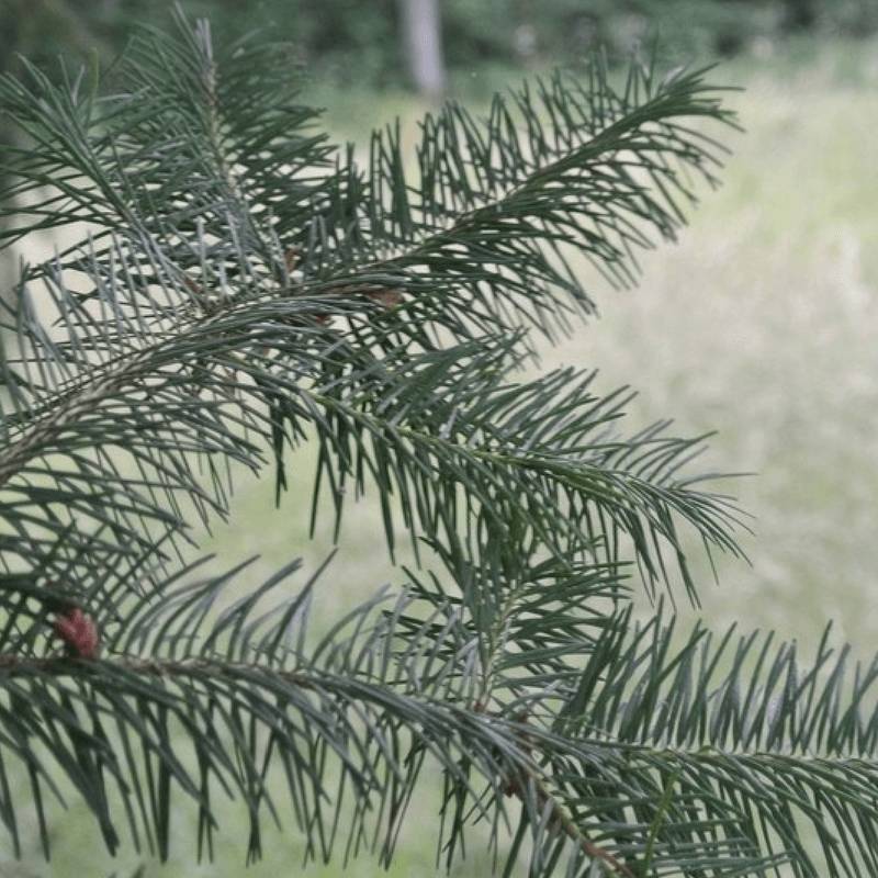 Douglas Vert (Pseudotsuga Menziesii) - Godet - Taille 20/40cm - Pépinières Naudet - Image 1
