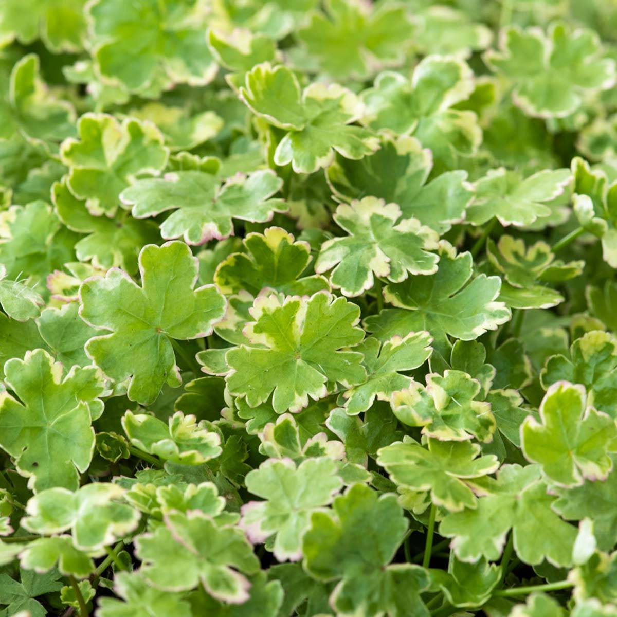 Hydrocotyle Variegata - Hydrocotyle panachée - Plantes de bassin - H. 10-20 cm - P. 11 cm - Image 4