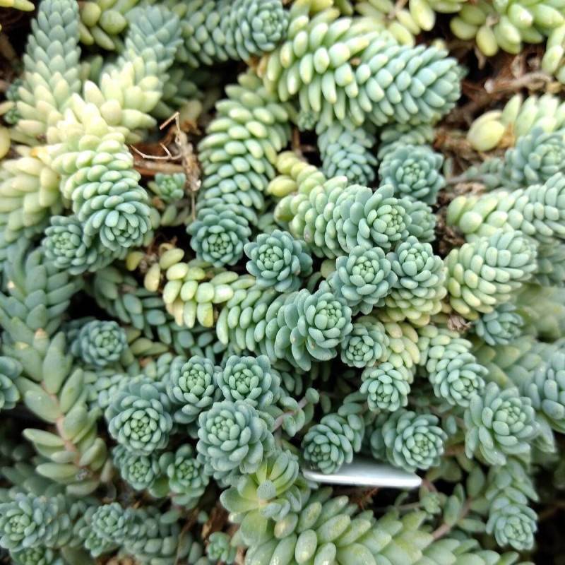 Orpin à feuilles épaisses Divergens, Sedum à fleurs Blanche/ - feuillage Persistant - Godet - 5/20 cm - Imagen 4