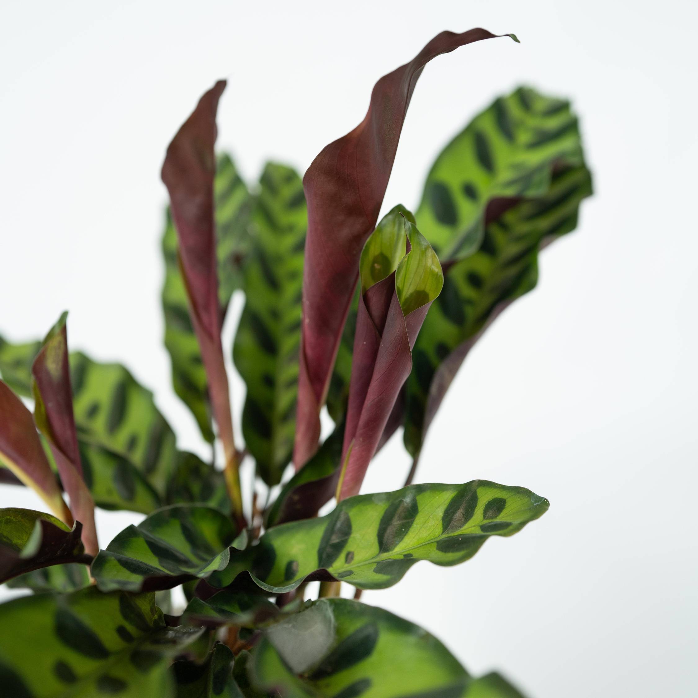 Calathea ornata - Goeppertia insignis - Hauteur 30-40cm - ⌀12cm - Image 5