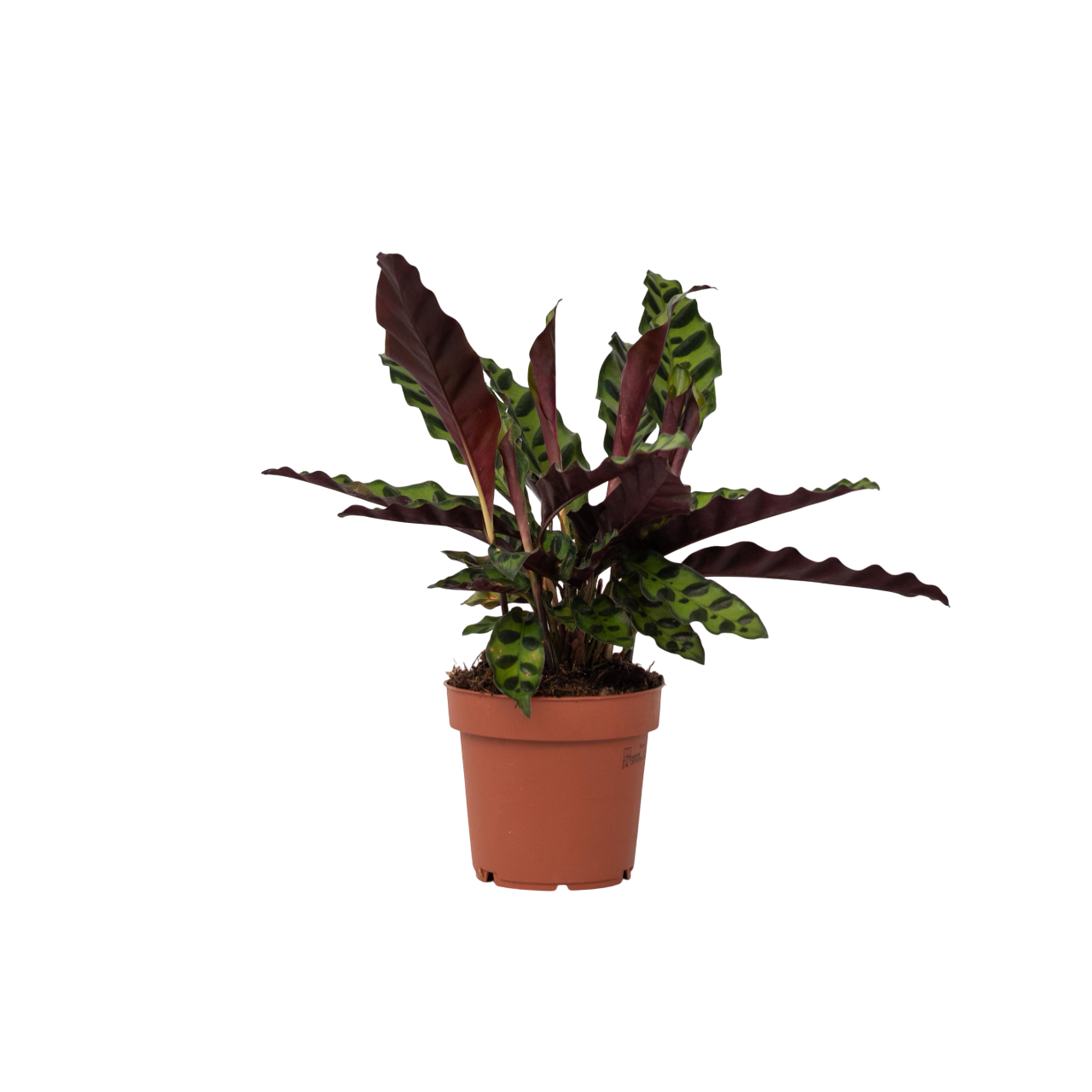 Calathea ornata - Goeppertia insignis - Hauteur 30-40cm - ⌀12cm - Image 1