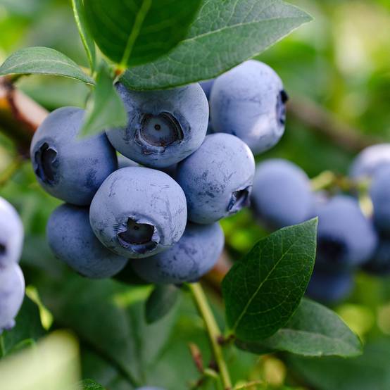 Promesse de Fleurs - Myrtillier nain Lucky Berry - Vaccinium corymbosum Pot de 4L/5L, Touffe