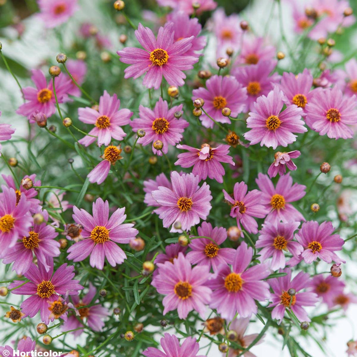 Promesse de Fleurs - Coreopsis Limerock Passion - Coreopsis hybride Godet de 8/9 cm