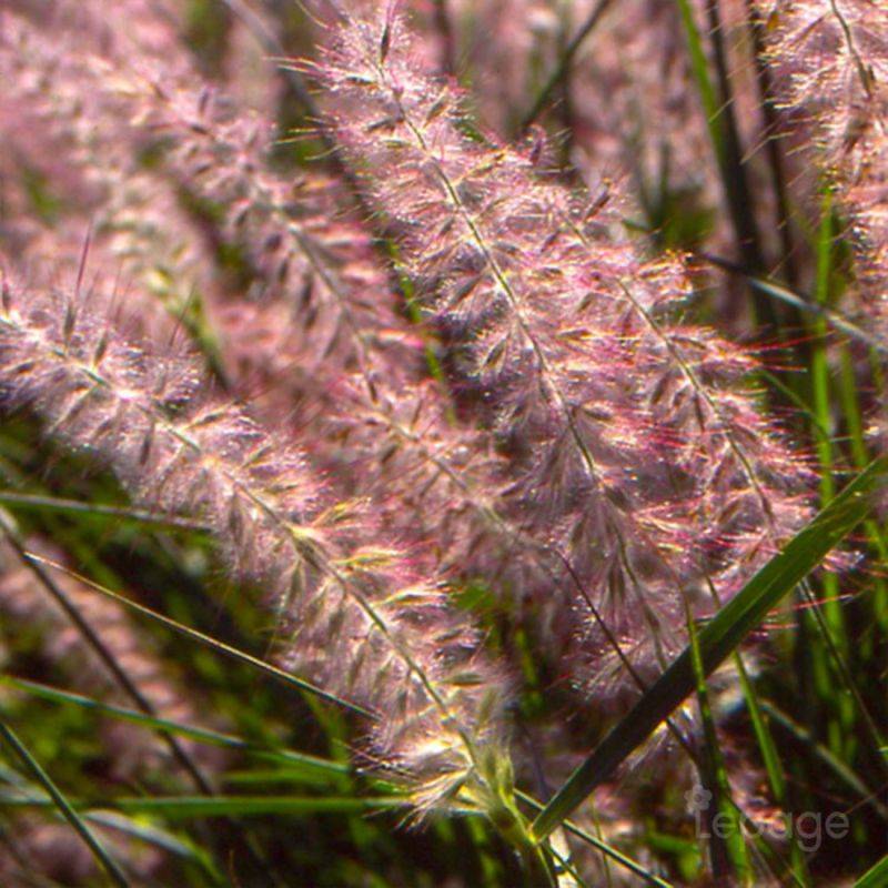 3 Herbes Aux Écouvillons Orientales (Pennisetum Orientalis) - Lot de 3 graminées - Pépinières Naudet