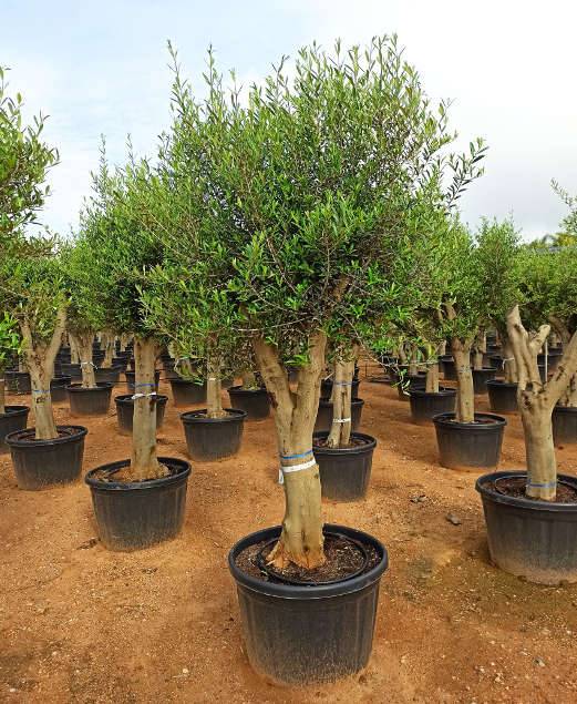 Sans Marque - Olea europaea (Oliviers) gros sujets Couleur floraison:Blanc - Taille:Périmètre de tronc 30/40cm - 170/220cm - Imagen 10