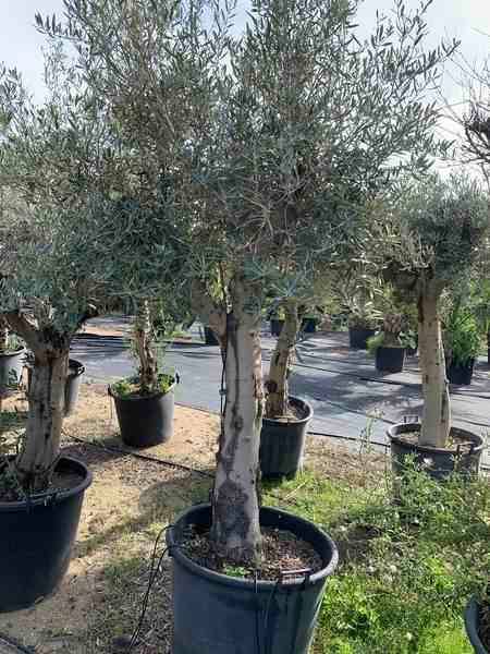 Sans Marque - Olea europaea (Oliviers) gros sujets Couleur floraison:Blanc - Taille:Périmètre de tronc 30/40cm - 170/220cm - Imagen 5