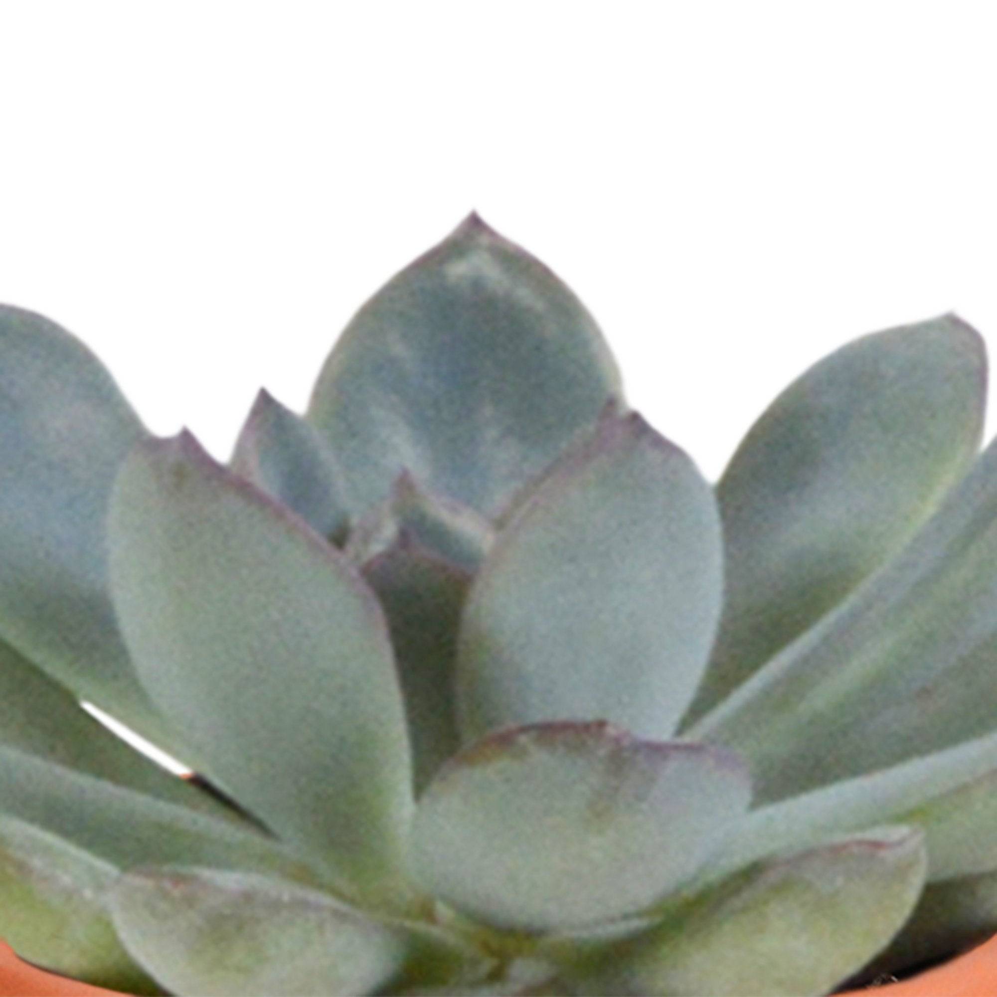 La Green Touch - Mix de 15 cactus et leurs caches-pots colorés h13cm- La Green Touch - Imagen 6
