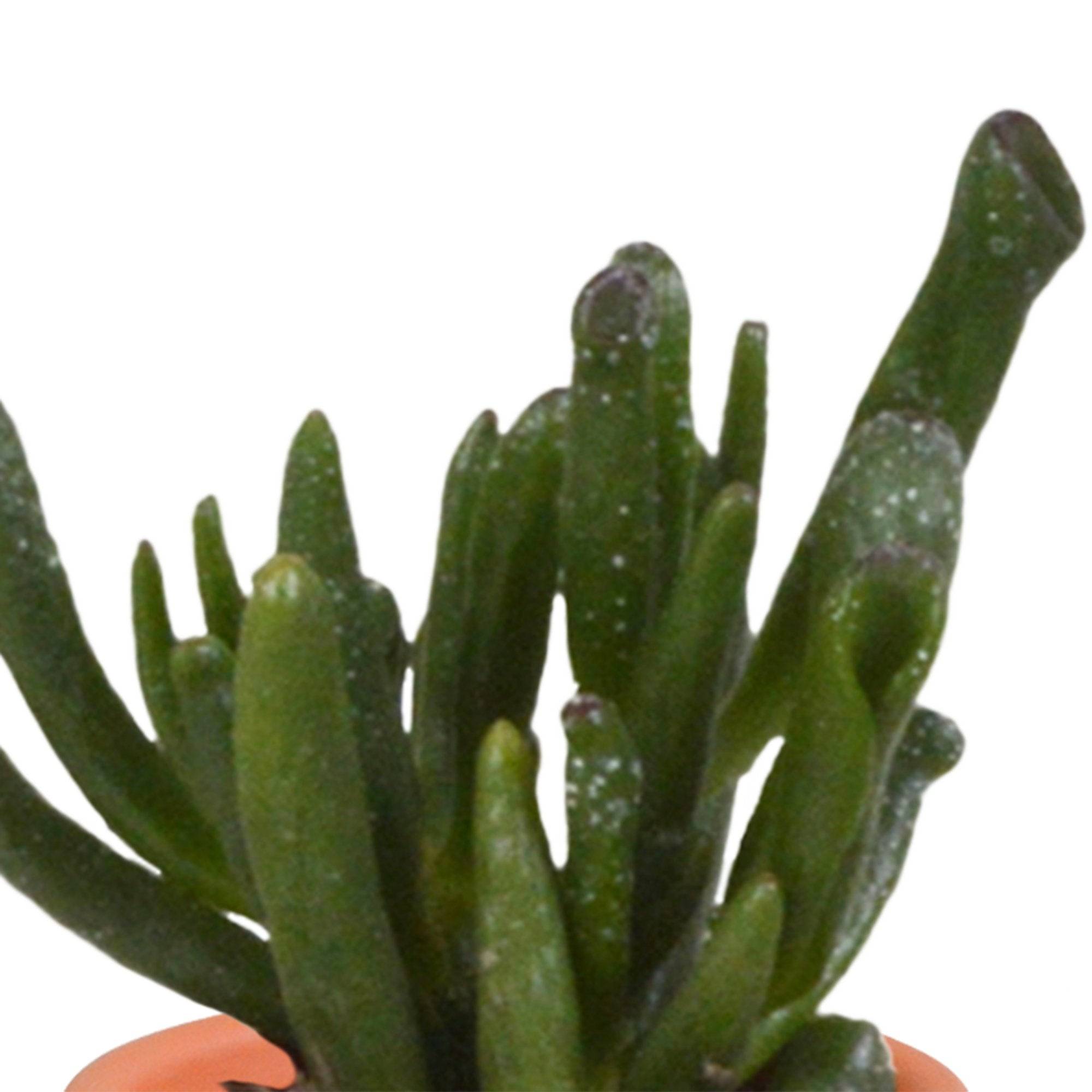 La Green Touch - Mix de 15 cactus et leurs caches-pots colorés h13cm- La Green Touch - Imagen 7