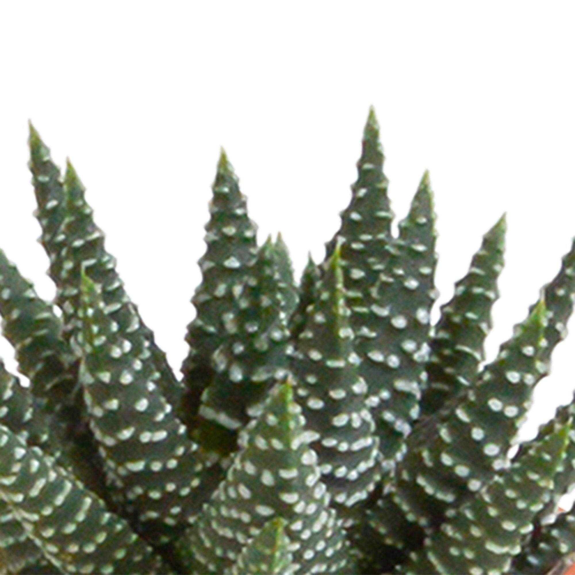 La Green Touch - Mix de 15 cactus et leurs caches-pots colorés h13cm- La Green Touch - Imagen 8
