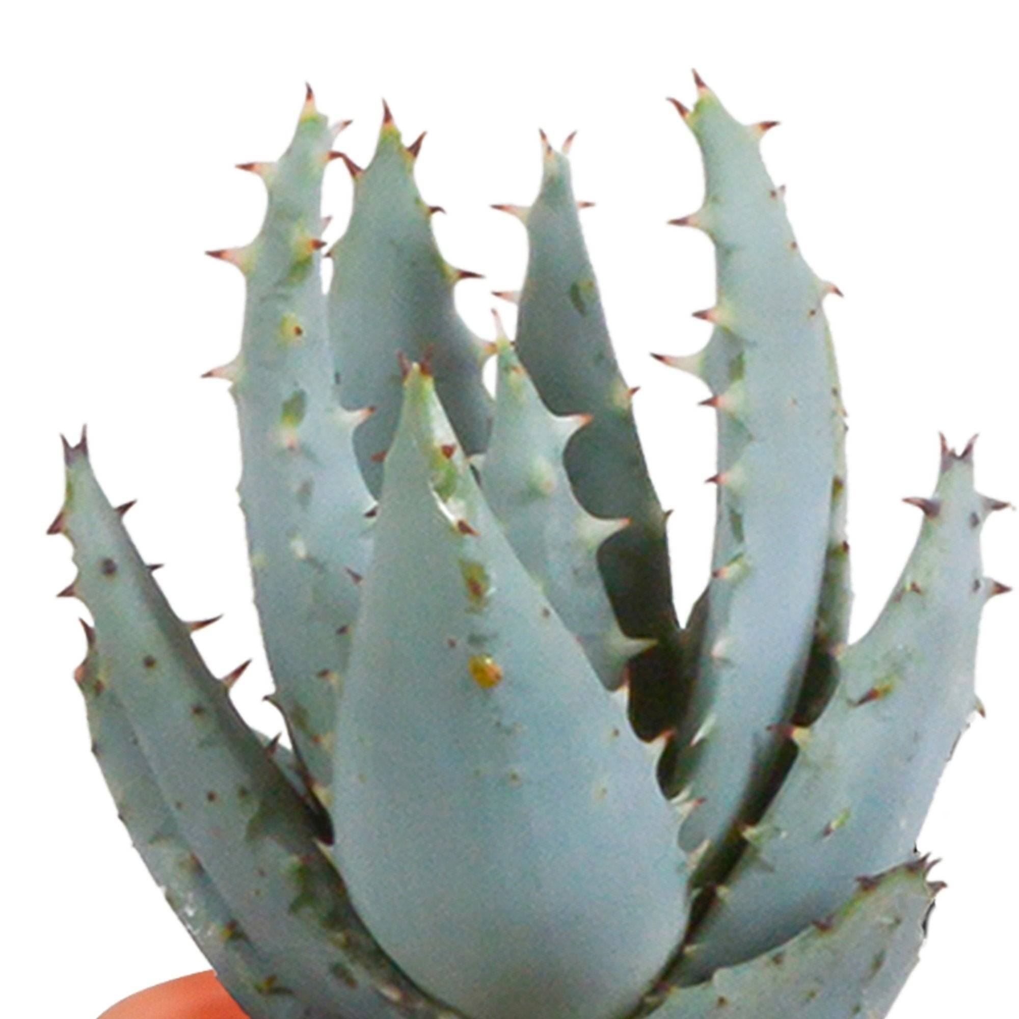 La Green Touch - Mix de 15 cactus et leurs caches-pots colorés h13cm- La Green Touch - Imagen 3