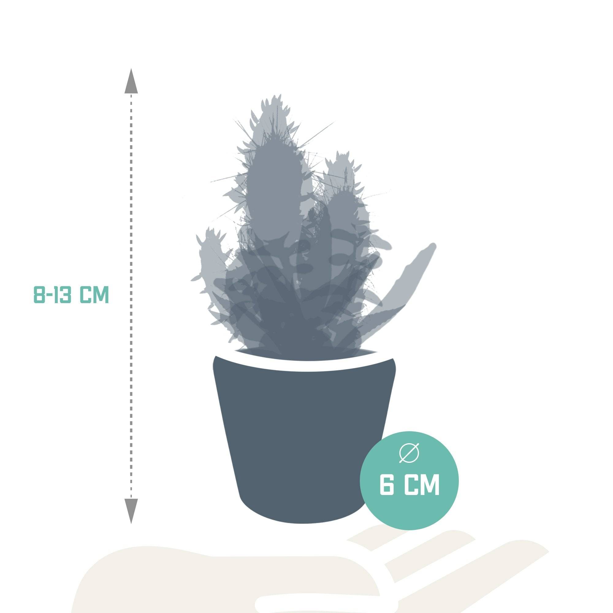 La Green Touch - Mix de 15 cactus et leurs caches-pots colorés h13cm- La Green Touch - Imagen 4