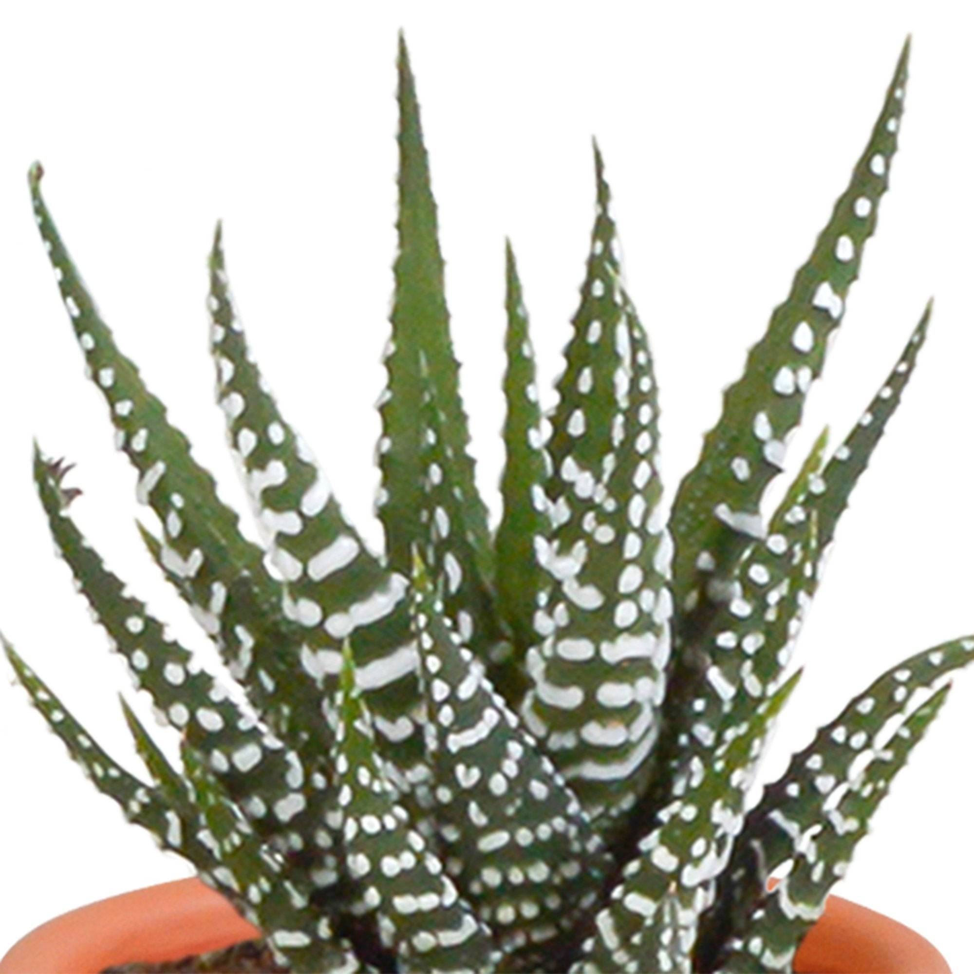 La Green Touch - Mix de 15 cactus et leurs caches-pots colorés h13cm- La Green Touch - Imagen 10