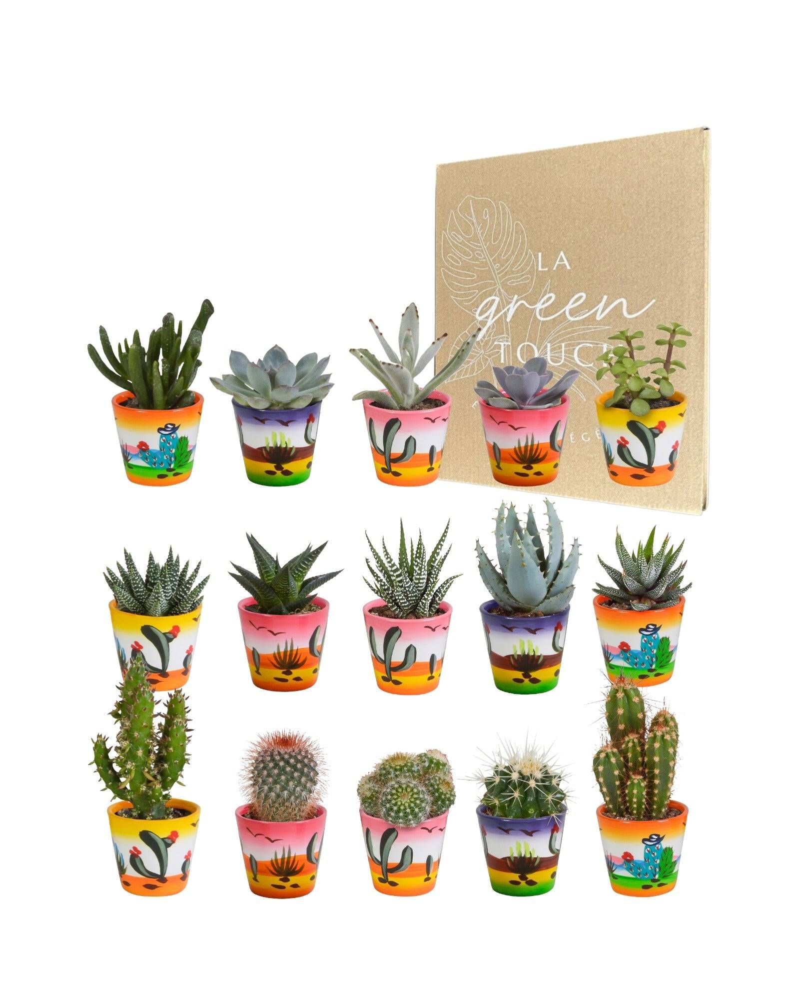 La Green Touch - Mix de 15 cactus et leurs caches-pots colorés h13cm- La Green Touch - Imagen 1