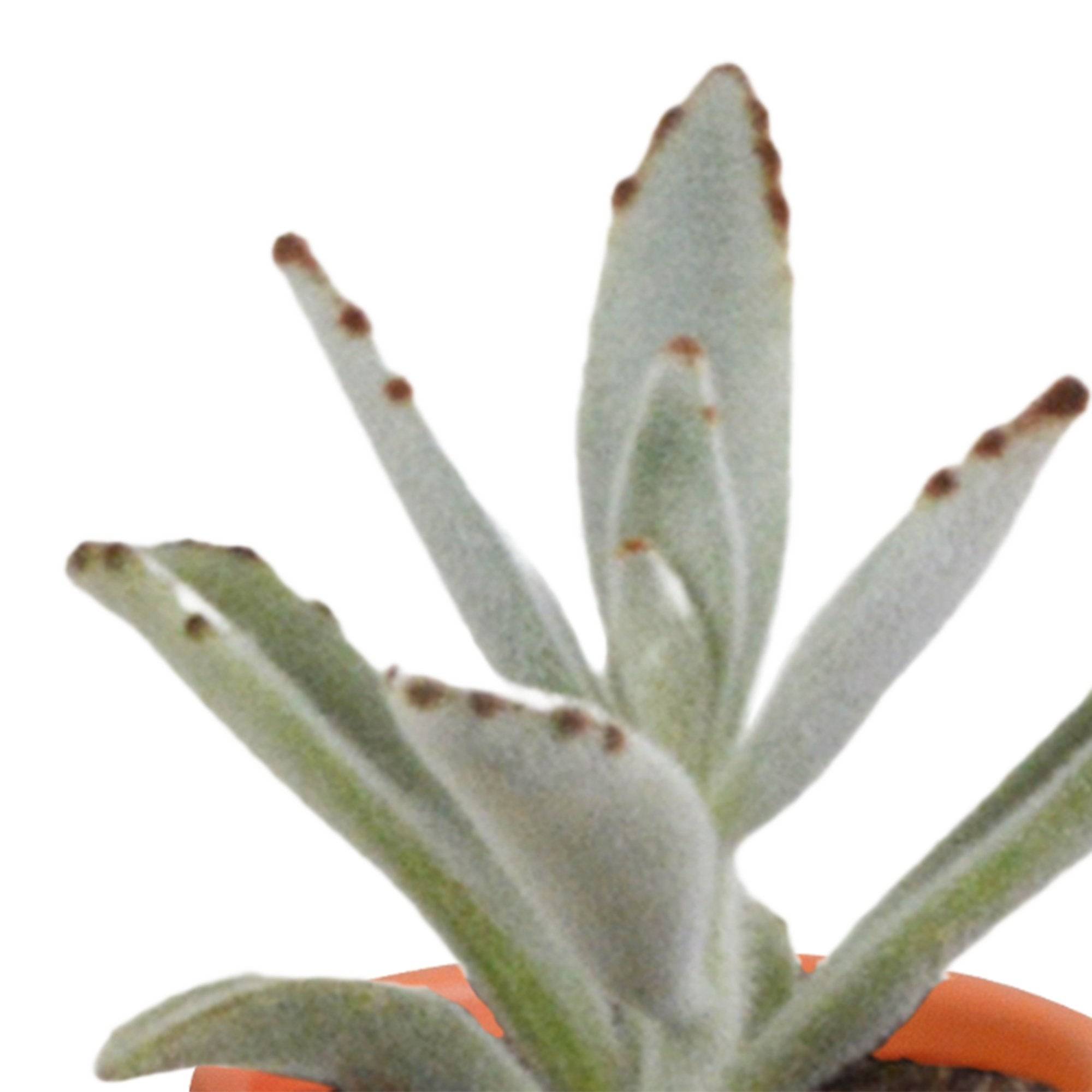 La Green Touch - Mix de 15 cactus et leurs caches-pots colorés h13cm- La Green Touch - Imagen 5