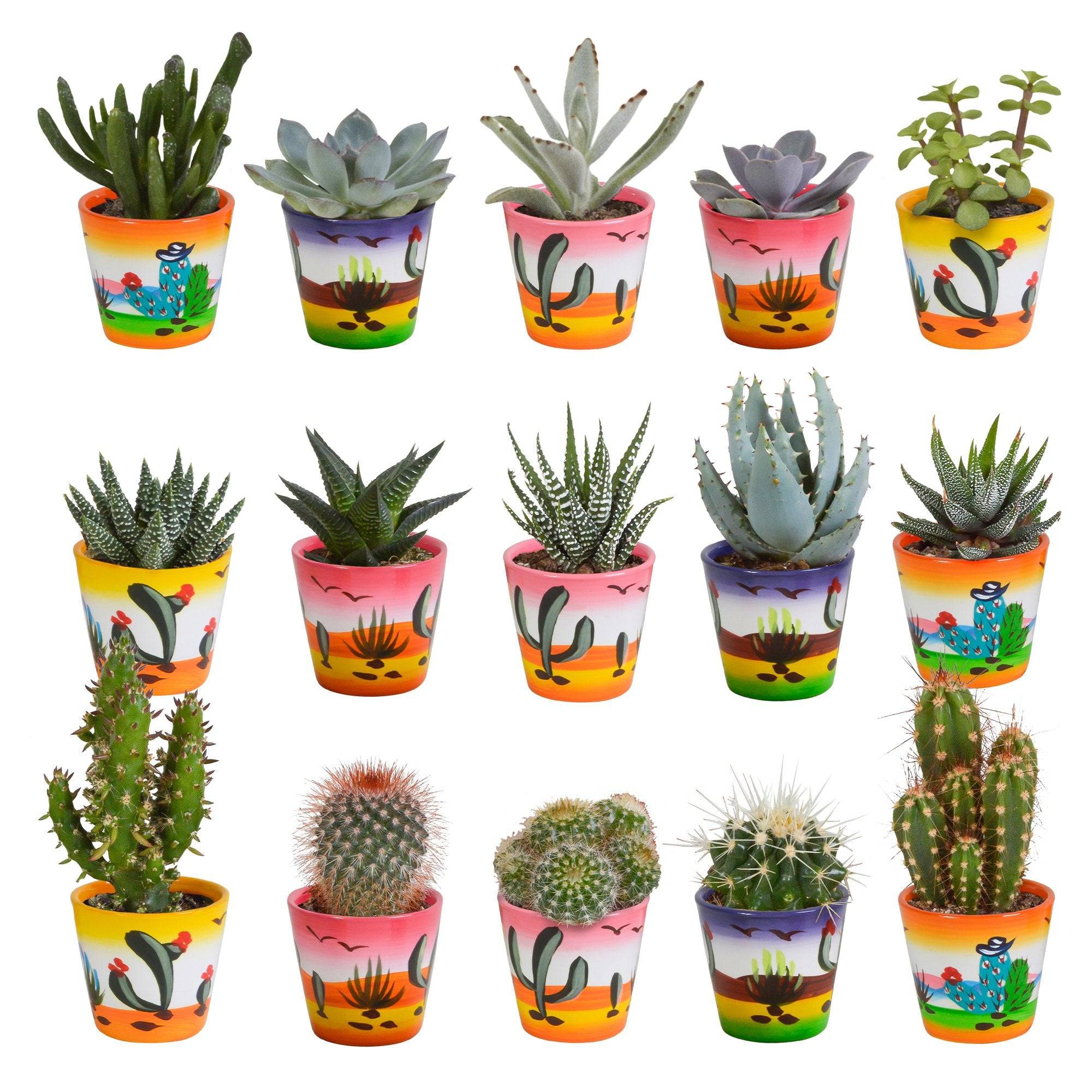 La Green Touch - Mix de 15 cactus et leurs caches-pots colorés h13cm- La Green Touch - Imagen 2