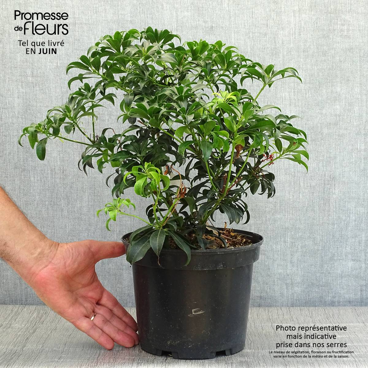 Promesse de Fleurs - Andromède du Japon - Pieris Bonfire Pot de 3L/4L - Image 2