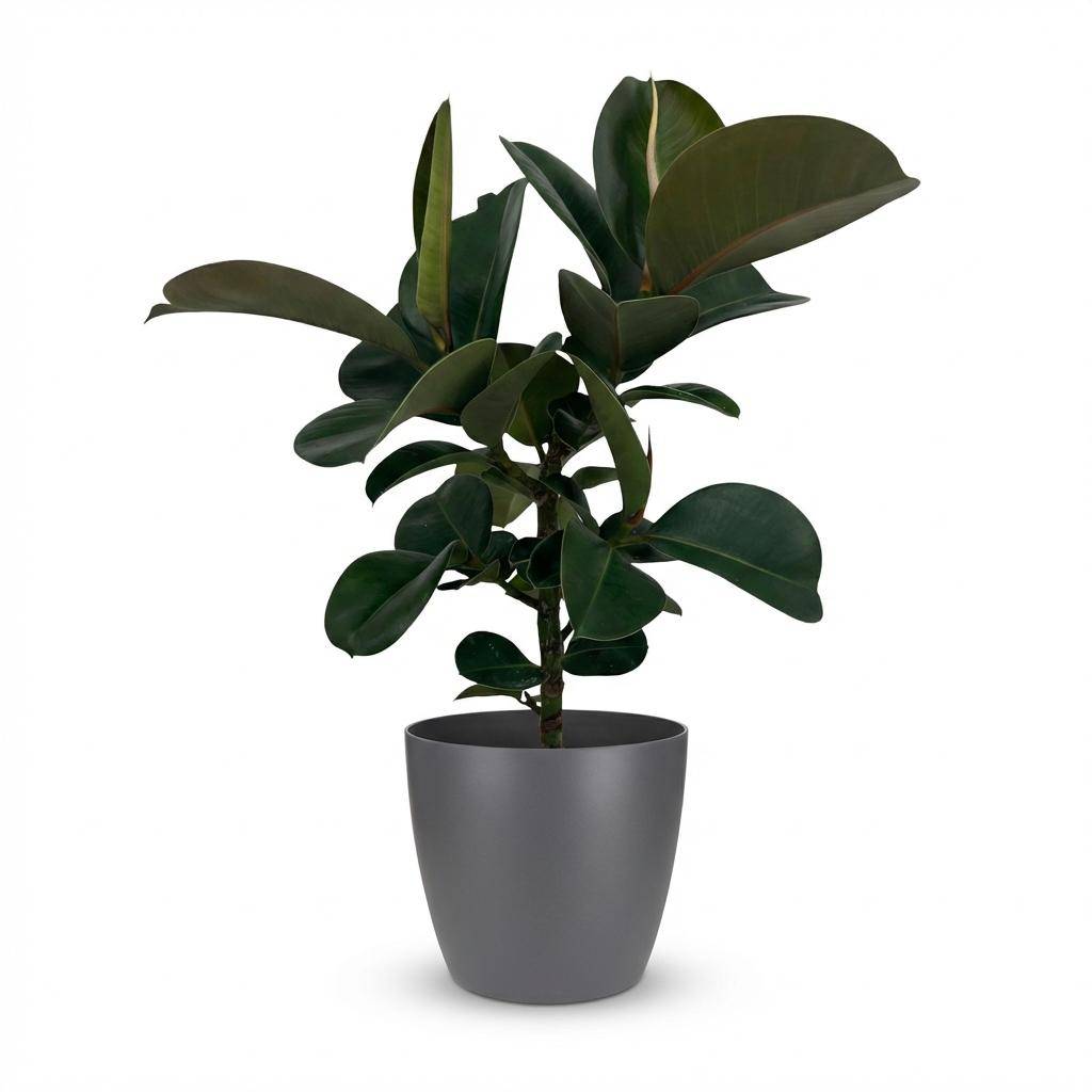 Caoutchouc - Ficus Elastica Cloe - Pot de 19cm - Hauteur 65cm - Gris - Plantes d'intérieur