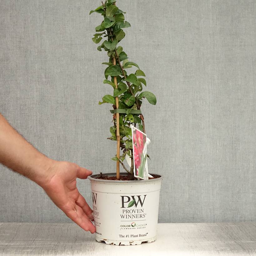 Cognassier du Japon Pink Storm - Chaenomeles speciosa Pot de 2L/3L - Image 2