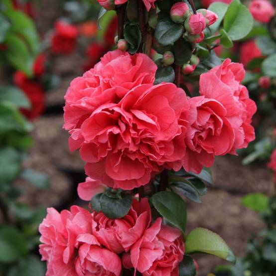 Cognassier du Japon Pink Storm - Chaenomeles speciosa Pot de 2L/3L - Image 1