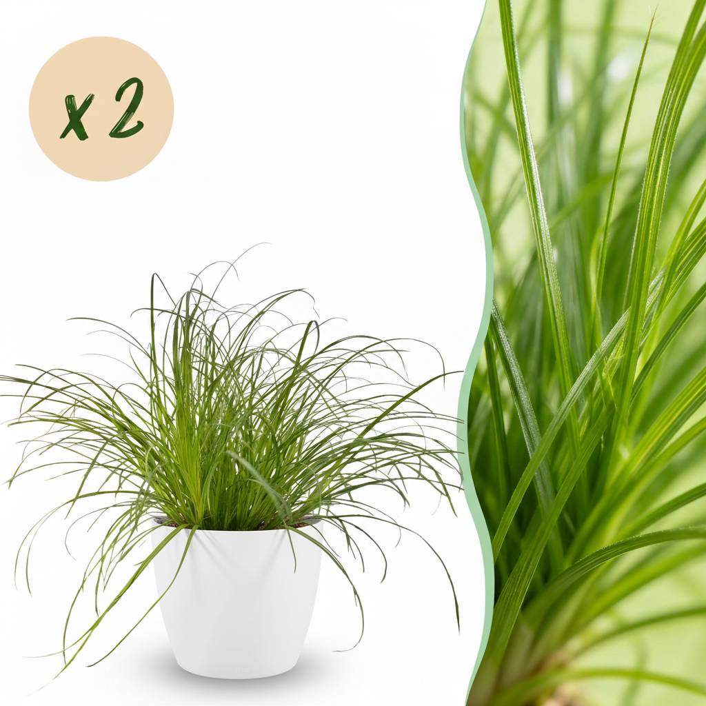La Green Touch - Cyperus Alternifolius Zumula - H30cm - Image 1