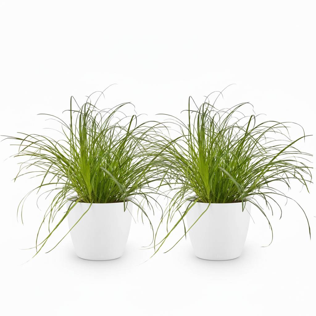 La Green Touch - Cyperus Alternifolius Zumula - H30cm - Image 2