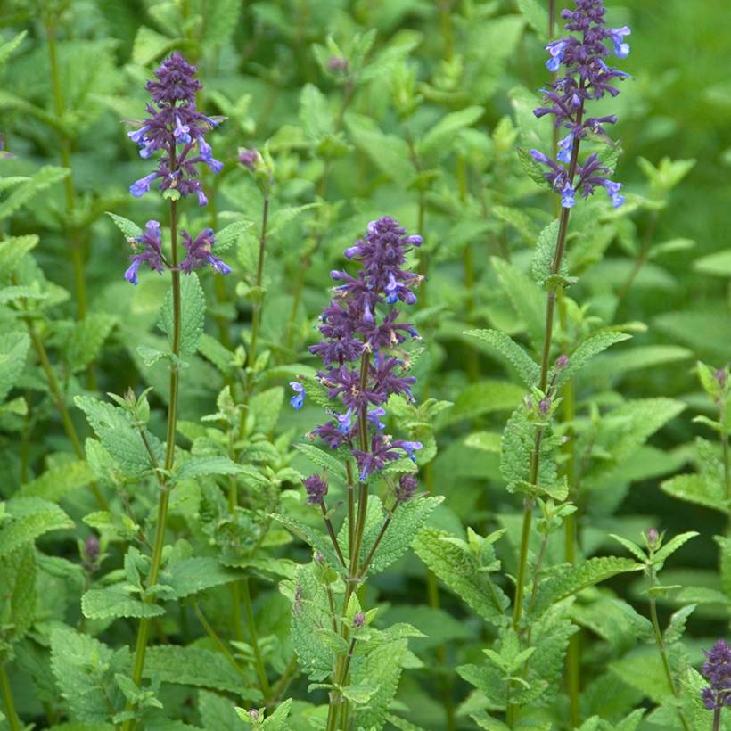Promesse de Fleurs - Nepeta parnassica - Chataire grecque Godet de 8/9 cm