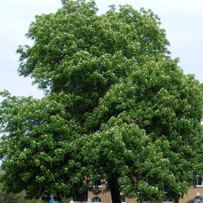 Sorbier domestique , Cormier, Sorbus - Pot de 5L - 60/100 cm - Imagen 2