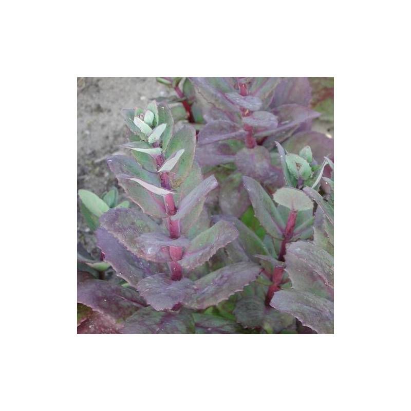 Orpin Matrona, Sedum à fleurs Rose/ - feuillage Caduc - Godet - 5/20 cm - Imagen 2