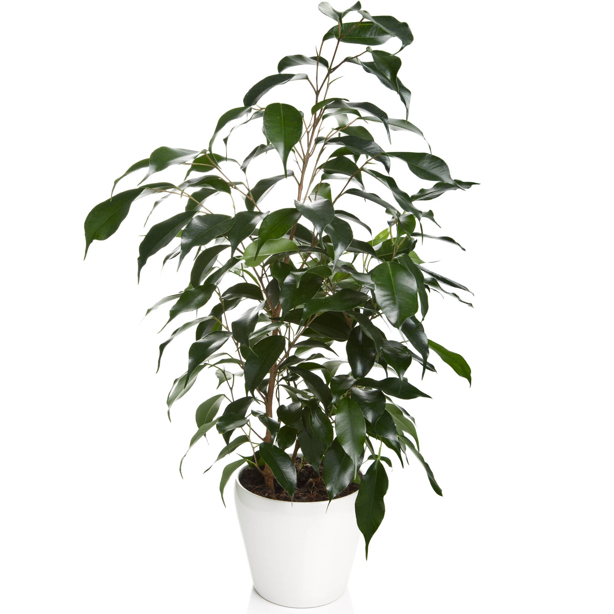 Gardenersdream - Ficus Danielle | Plante D’Intérieur En Pot 30-40 Cm | Vente De Plantes De Qualité Cadeau  - GardenersDream