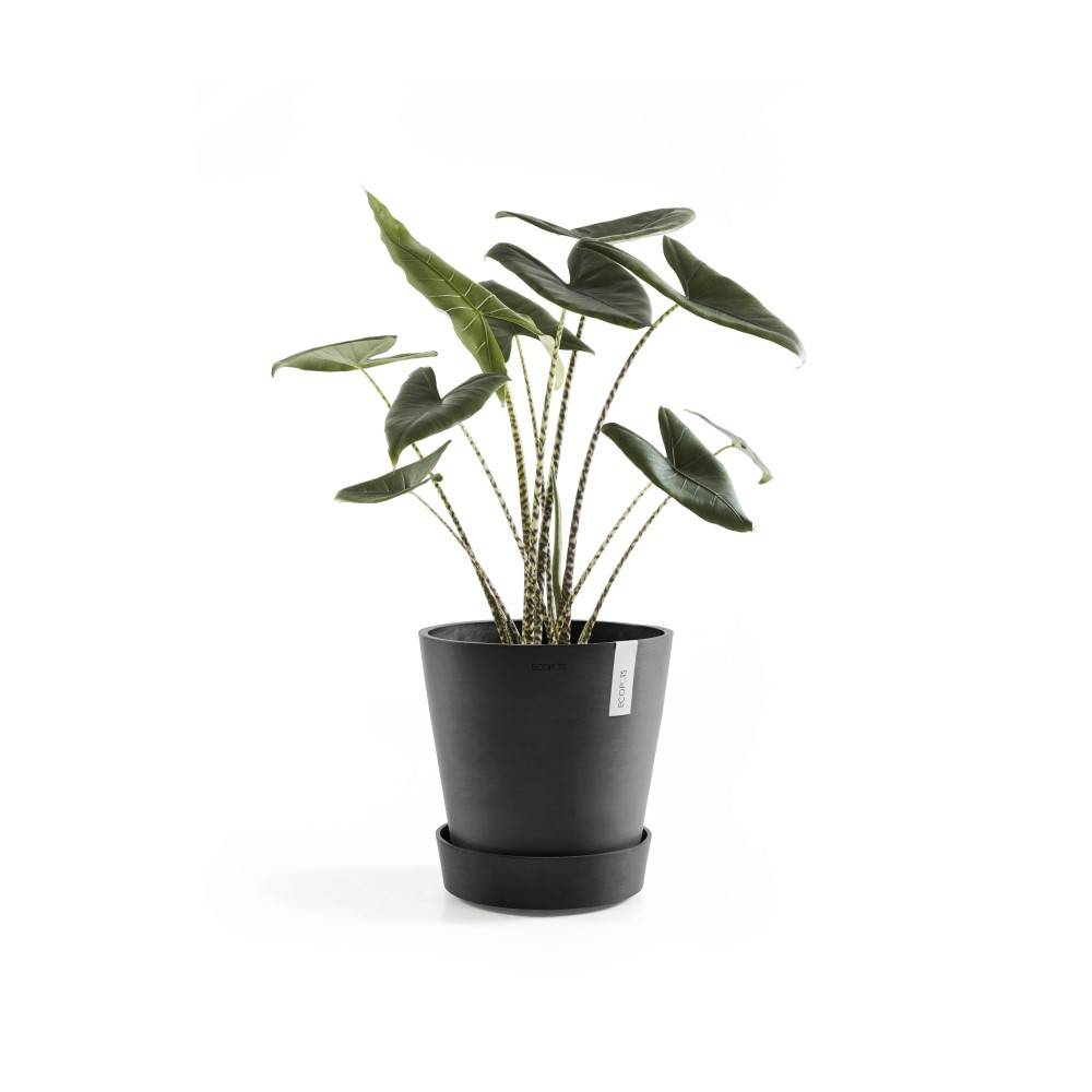 Ecopots - Support à roulettes Wheels 60 Gris Foncé - Ø 51 x H. 12,4 cm ECOPOTS - Imagen 2