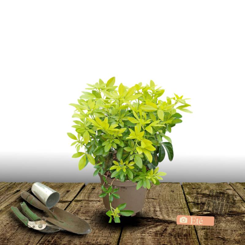 Oranger du Mexique doré Sundance® 'Lich', Choisya à fleurs Blanche - feuillage Persistant - Pot de 3L - 40/60 cm-  hauteur à maturité De 1,00 m à 1,50 - Image 3