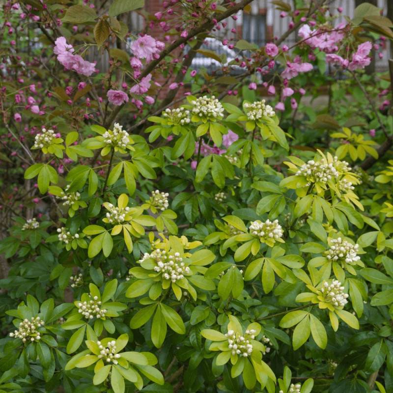 Oranger du Mexique doré Sundance® 'Lich', Choisya à fleurs Blanche - feuillage Persistant - Pot de 3L - 40/60 cm-  hauteur à maturité De 1,00 m à 1,50 - Image 1